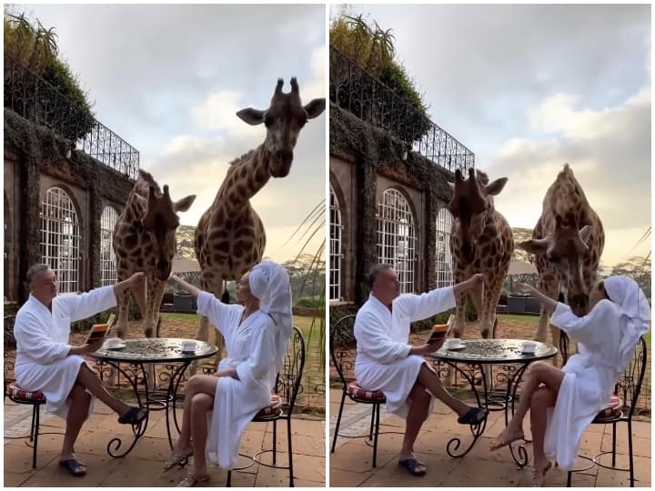 Giraffe attack on women in funny way makes people laugh Watch: महिला को जंगली जानवर संग मस्ती करना पड़ा भारी, जिराफ ने कुछ इस अंदाज में सिखाया सबक !