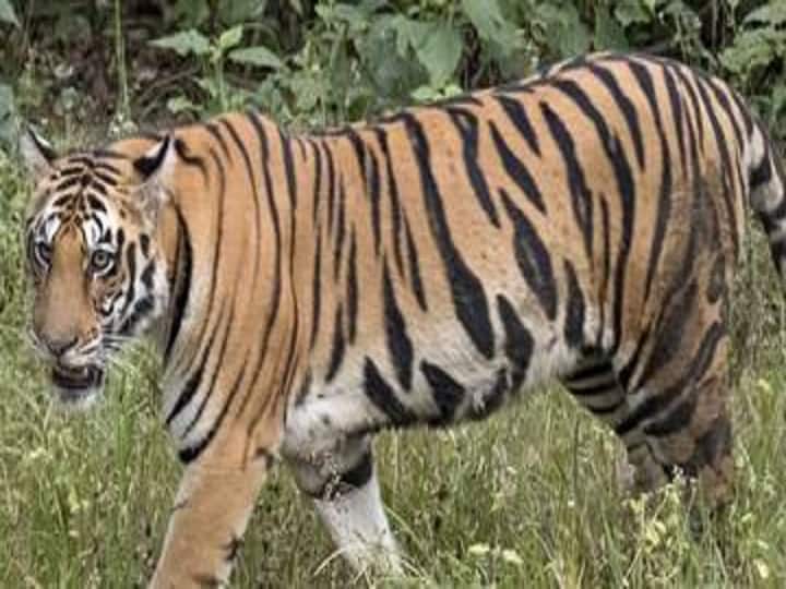 Bihar will get second tiger reserve, after Valmikinagar there is a plan to make a reserve in kaimur district ann Tiger Reserve in Bihar: बिहार को मिलेगा दूसरा टाइगर रिजर्व, वाल्मीकिनगर के बाद इस जिले में रिजर्व बनाने की है योजना