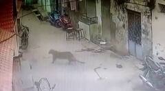 Amreli : ઘરની અગાસી પર ચડી ગયો દીપડો, લોકોમાં ફફડાટ, જુઓ તસવીરો