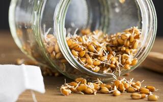 Health Tips: Sprouted Wheat નું સેવન કરવાથી સ્વાસ્થ્યના થાય છે આ અદભૂત ફાયદા