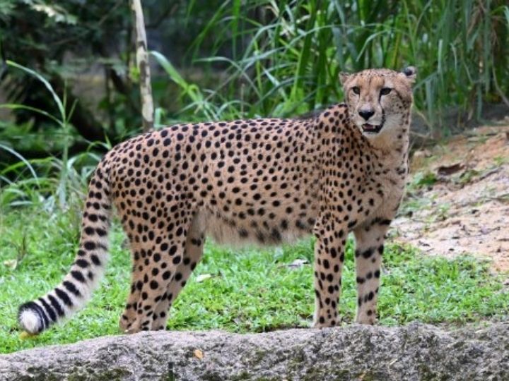 EXPLAINED | What Led To Extinction Of The Cheetah In India And How Modi  Govt Plans To Reintroduce It