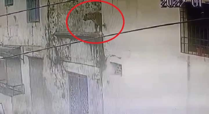 Leopard arrived in Jafarabad residence area , video goes to viral Amreli : જાફરાબાદના રહેણાંક વિસ્તારમાં દીપડો ઘૂસી જતાં લોકોમાં ભયના માહોલ, જુઓ વીડિયો