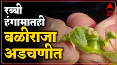 Nandurbar : Gram crop : हरभरा पिकावर घाटेअळीचा मोठ्या प्रमाणात प्रादुर्भाव, शेतकरी अडचणीत ABP Majha