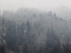 Snowfall in Manali: मनाली में बिछी बर्फ की सफेद चादर, बर्फबारी देख सैलानियों में दिखा उत्साह