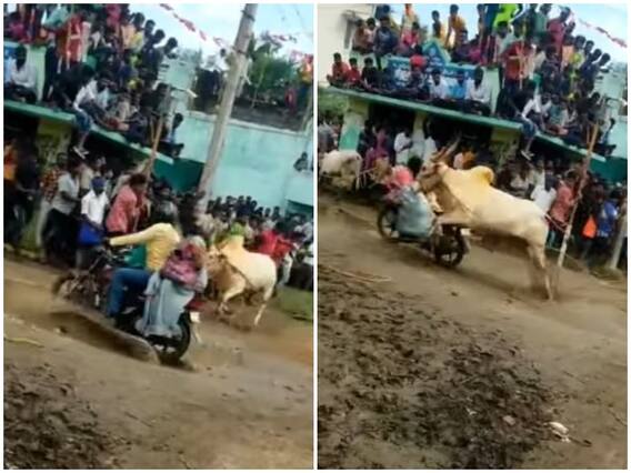 Watch: सड़क पर बाइक सवार महिला को सांड ने मारी जबरदस्त टक्कर, रोंगटे खड़े कर देगा वीडियो Watch: सड़क पर बाइक सवार महिला को सांड ने मारी जबरदस्त टक्कर, रोंगटे खड़े कर देगा वीडियो