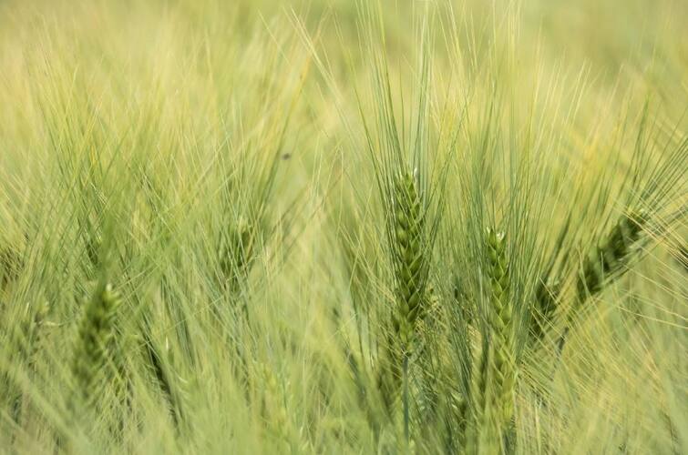 Agriculture: shortage of nutrients in your wheat crop ਕਿਤੇ ਤੁਹਾਡੀ ਕਣਕ ਦੀ ਫਸਲ ਚ ਇੰਨਾ ਤੱਤਾਂ ਦੀ ਘਾਟ ਤਾਂ ਨਹੀਂ