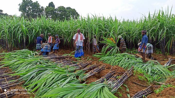 Government messes up Pongal sugarcane procurement - Sugarcane farmers suffer அரசு தரும் பொங்கல் கரும்பு கொள்முதலில் குளறுபடி- கரும்பு விவசாயிகள் வேதனை