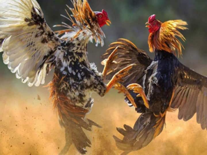 2 roosters left to fight must be alive - Madurai Branch of the High Court சண்டைக்கு விடப்படும் 2 சேவல்களும் உயிருடன் இருக்க வேண்டும் - உயர்நீதிமன்ற மதுரை கிளை