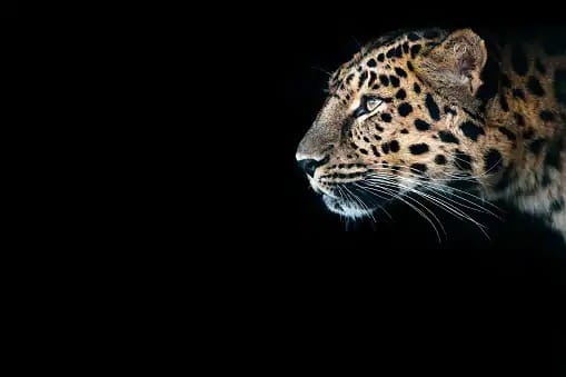 After 70 years Indians will have a leopard in national park an action plan has been prepared by the Central Government Cheetah : तब्बल 70 वर्षांनंतर भारतीयांना होणार चित्त्याचे दर्शन, केंद्र सरकारकडून कृती आराखडा तयार