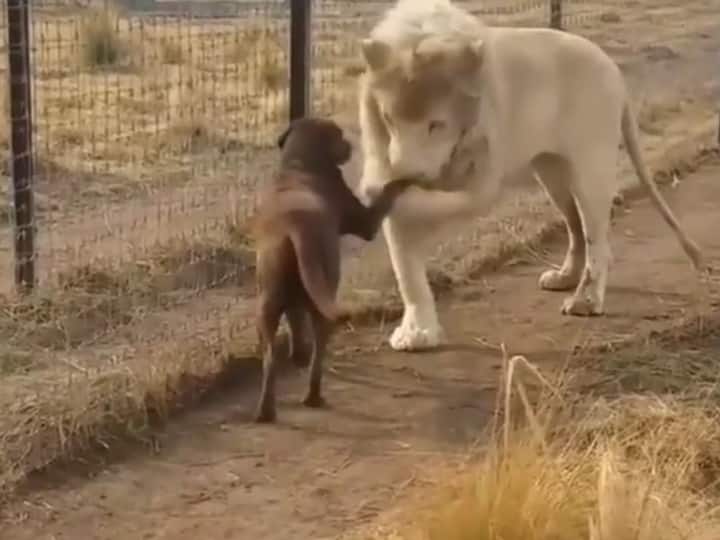 Lion and Dog Friendship video getting viral on social media, you will be amazed to see their love Watch : अचानक शेर के सामने आ गया कुत्ता, लेकिन इस बार जो हुआ वो आपको हैरान कर देगा