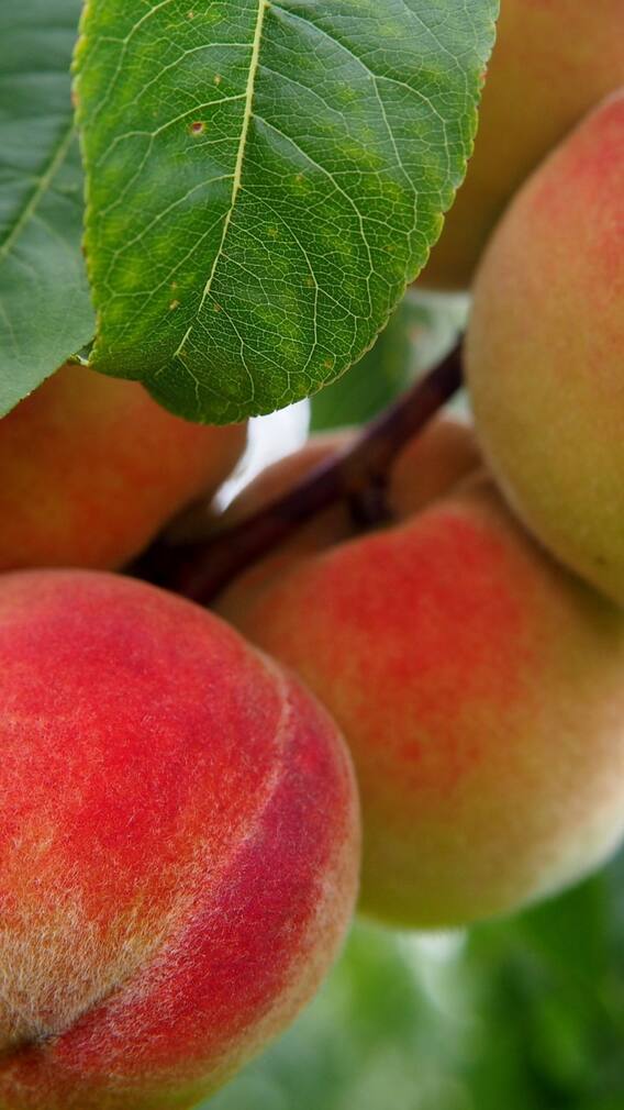 ভাল থাকবে শরীর, পাবেন নানা উপকার, রোজ খান পিচ