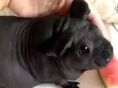 Viral News: কুকুর ছানা ভেবে বাড়িতে নিয়ে এসেছিলেন..তারপর তা কী জেনে চক্ষু ছানাবড়া!