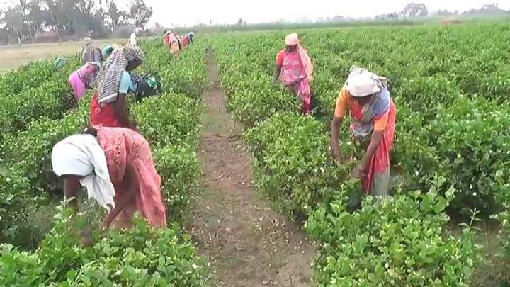 Jasmine price hike due to snowfall in Dharmapuri - Farmers happy தருமபுரியில் பனிப்பொழிவால் மல்லிகை விலை அதிகரிப்பு - விவசாயிகள் மகிழ்ச்சி