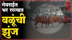 Beed Gevrai Bullfighting : वळूंनी रस्ते रोखले, गेवराईत मदमस्त वळूंची भर रस्त्यात झुंज-ABP Majha