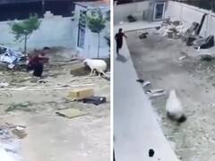 Watch: बकरे को छेड़ना युवक को पड़ा भारी, गुस्से में बकरे ने जो किया वह देखकर नहीं रुकेगी आपकी हंसी