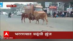 Beed: भररस्त्यात वळूंची झुंज, बघ्यांची गर्दी ABP Majha