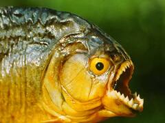 Trending News: पराग्वे में पिरान्हा मछली का आतंक, 4 लोगों की ली जान, 20 को कर चुकी है घायल