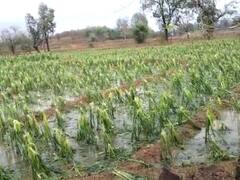 Chhattisgarh: छत्तीसगढ़ में ओलावृष्टि से फसलों को जबरदस्त नुकसान, किसान बोले- मदद ना मिली तो आत्महत्या को मजबूर