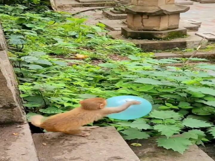Monkey's baby play with ballon video goes viral Watch: गुब्बारे से खेल रहे बंदर के बच्चे के साथ हुआ कुछ ऐसा, VIDEO देखकर छूट जाएगी हंसी