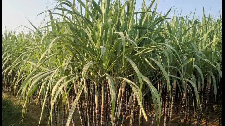 Dharmapuri farmers complain that Pongal sugarcane is not procured from local traders பொங்கல் கரும்புகளை உள்ளூர் வியாபாரிகளிடம் கொள்முதல் செய்யவில்லை -  தருமபுரி விவசாயிகள் புகார்