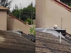 Watch: कुत्ता या बिल्ली… आपको क्या दिखा? पहली बार में पहचान नहीं पाएंगे आप!