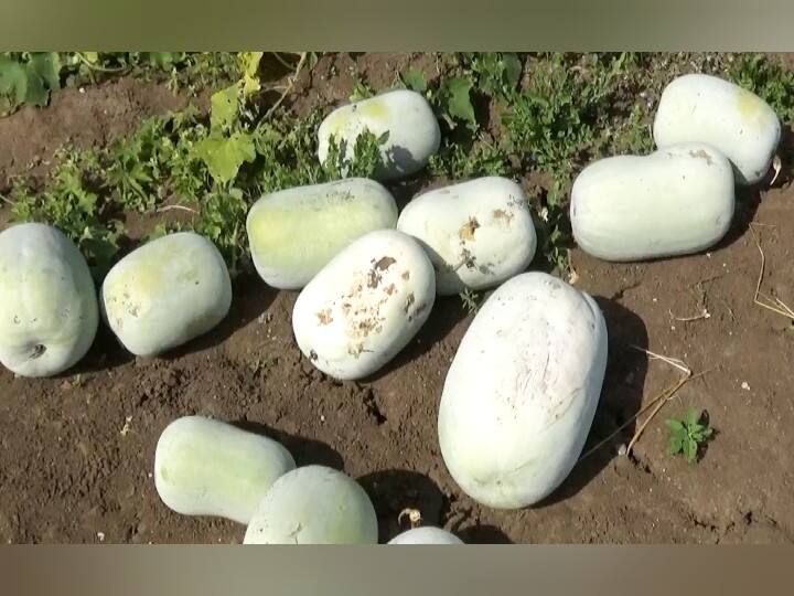 பொங்கலுக்கு பயிரிடப்பட்ட வெள்ளை பூசணி - அமோக விளைச்சலால் விவசாயிகள் மகிழ்ச்சி Ramanathapuram farmers feels delighted for Pumpkin growth பொங்கலுக்கு பயிரிடப்பட்ட வெள்ளை பூசணி - அமோக விளைச்சலால் விவசாயிகள் மகிழ்ச்சி