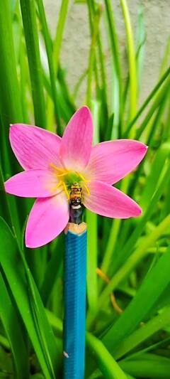 In Pics : एका तिळाचे शंभर तुकडे, यवतमाळ जिल्ह्यातील पुसदच्या अभिषेक रुद्रवारची कामगिरी