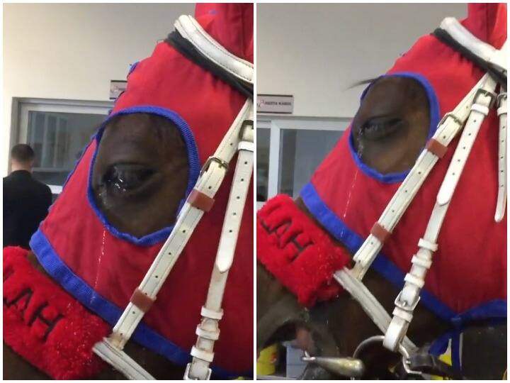 Horse weeping video gone viral see full video Watch: घोड़े के रोने का वीडियो हुआ वायरल, वीडियो देखकर इंटरनेट यूजर्स की आंखें हुई नम