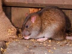 Vastu Tips: घर में चूहों की संख्या का बढ़ना देता है शगुन और अपशगुन संकेत, ये मान्यताएं हैं प्रचलित