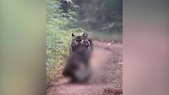 Chandpur : छोटी मधू वाघिणीकडून सांबराची शिकार,वाघिणीचं पर्यटकांना दर्शन : ABP Majha