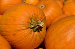 Benefits Of Pumpkin: ওজন নিয়ন্ত্রণে দারুণ উপকারী কুমড়ো, রোজ খাচ্ছেন তো?