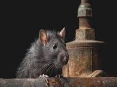 Vastu Tips: घर में चूहों की संख्या का बढ़ना देता है शगुन और अपशगुन संकेत, ये मान्यताएं हैं प्रचलित