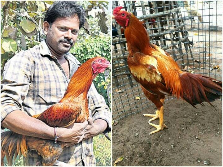 East Godavari district cock fight cock sold Rs 3.6 lakh Sankranti: గోదారోళ్లా మజాకా... రూ.3.6 లక్షలు పలికిన పందెం పుంజు.... ఈసారి తగ్గేదేలే అంటున్న పందెంరాయుళ్లు