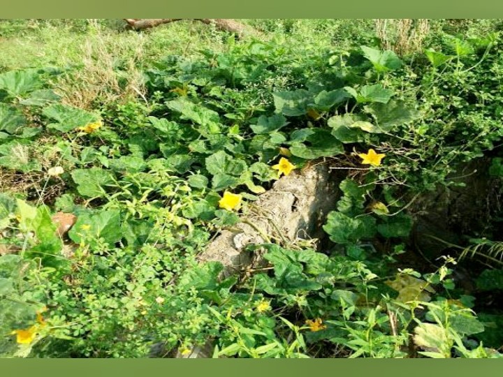 பொங்கலுக்கு பயிரிடப்பட்ட வெள்ளை பூசணி - அமோக விளைச்சலால் விவசாயிகள் மகிழ்ச்சி