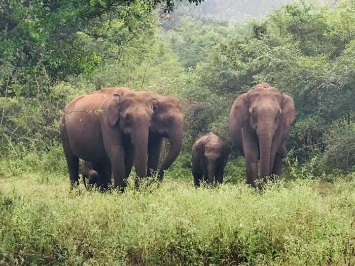 Coimbatore: New attempt to prevent elephants from being killed in train collision - Tiger roaring speakers near tracks தண்டவாளங்களுக்கு அருகே புலி உறுமும் ஸ்பீக்கர்கள்-ரயில் மோதி யானைகள் உயிரிழப்பதை தடுக்க புதிய முயற்சி