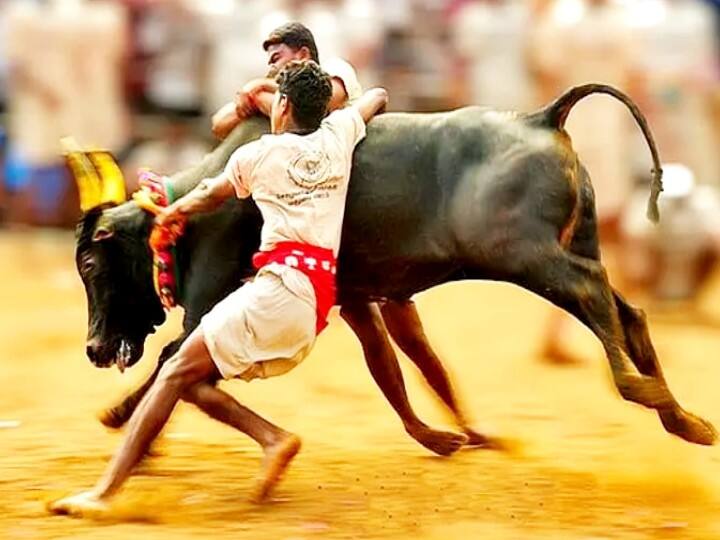 Pongal Thirunal - Bulls waiting with Timil; Young people waiting with arrogance நெருங்கும் பொங்கல் திருநாள் -  திமிலோடு காத்திருக்கும் காளைகள்; திமிரோடு காத்திருக்கும் காளையர்கள்