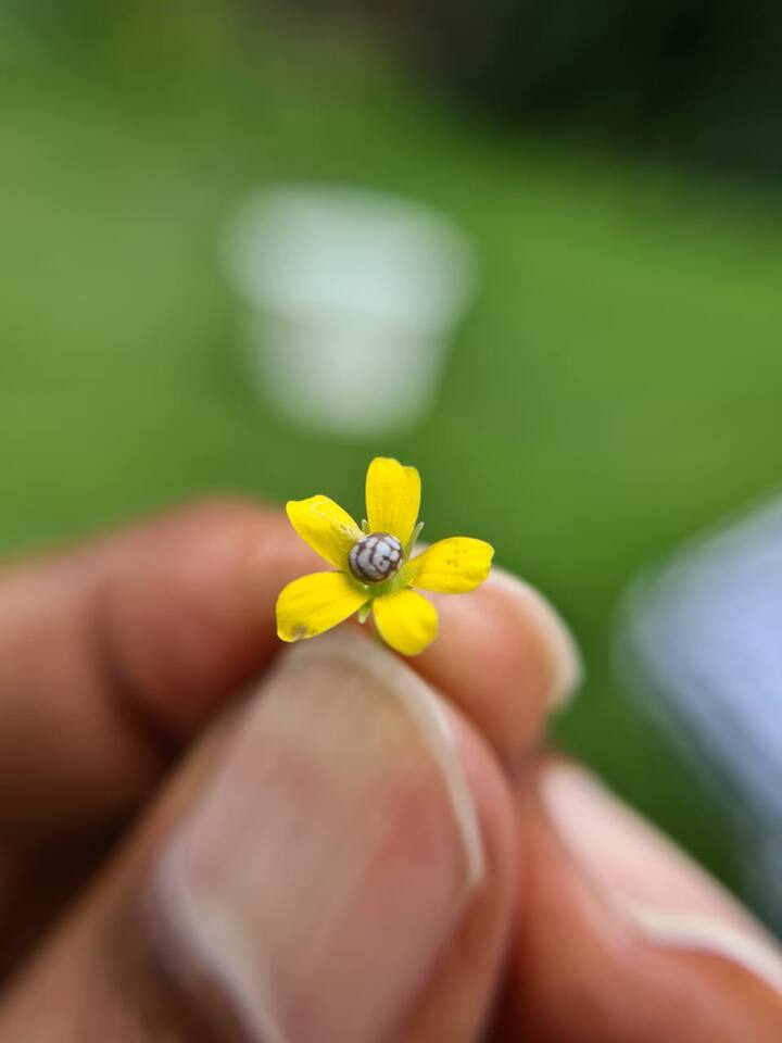 तिळाचे एवढे सुक्ष्म तुकडे आपण उघड्या डोळ्याने सहजतेने पाहू शकतो मागील चार पाच वर्षापासून सुक्ष्म कला त्यांनी जपली आहे त्याच्या कलेचे अनेक कंगोरे आहेत.