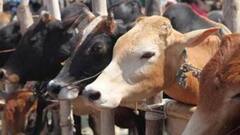 Cooch Behar: গোরু উদ্ধার ঘিরে রণক্ষেত্র মেখলিগঞ্জ, পুলিশের ওপর হামলার অভিযোগে গ্রেফতার ৬ | Bangla News