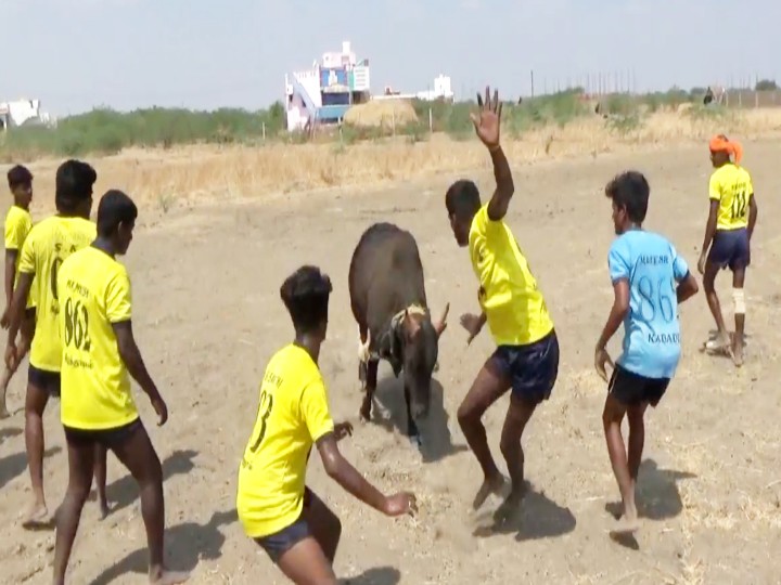 நெருங்கும் பொங்கல் திருநாள் -  திமிலோடு காத்திருக்கும் காளைகள்; திமிரோடு காத்திருக்கும் காளையர்கள்