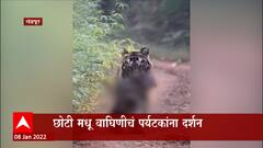 Chandrapur: छोटी मधू वाघिणीकडून सांबराची शिकार, पर्यटकांना दर्शन ABP Majha