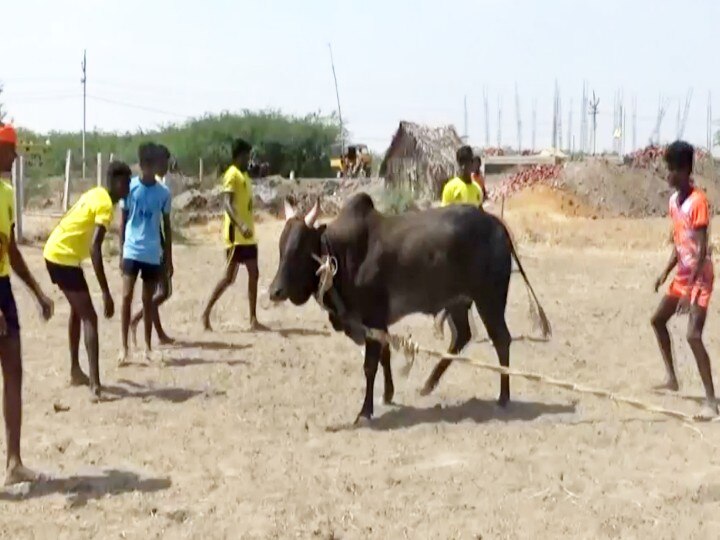 நெருங்கும் பொங்கல் திருநாள் -  திமிலோடு காத்திருக்கும் காளைகள்; திமிரோடு காத்திருக்கும் காளையர்கள்