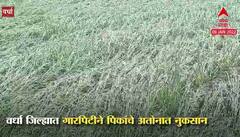 Wardha Rains :राज्यावर अवकाळी पावसाचं संकट, गहू, चणा, तूर, केळी, कपाशीसोबतच इतर पिकांच नुकसान