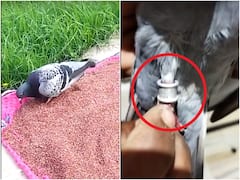 Pigeon Silver Tag: పావురం కాలికి సిల్వర్ ట్యాగ్... చైనా గూఢచారి పావురమని పుకార్లు... సిల్వర్ ట్యాగ్ వెనుక అసలు విషయం వేరే...