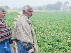 Firozabad News: फिरोजाबाद में तेज बारिश और ओलों से चौपट हुई आलू और सरसों की फसल, किसानों ने मांगा मुआवजा