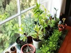 Gift a Tree Scheme: दिल्ली में 'गिफ्ट ए ट्री' योजना के तहत अपने करीबियों को खास मौके पर दें पौधा, यहां कर सकते हैं अप्लाई