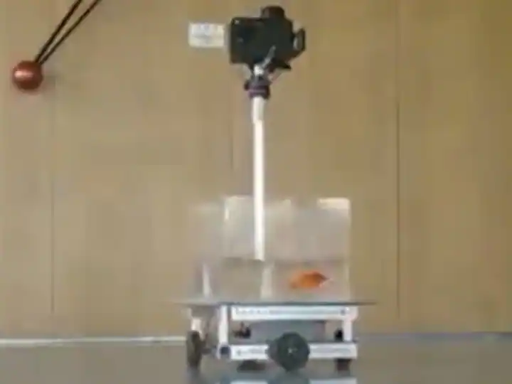 Watch : ਇਜ਼ਰਾਈਲ ਦੇ ਵਿਗਿਆਨੀਆਂ ਦਾ ਕਾਰਨਾਮਾ, ਮੱਛੀਆਂ ਲਈ ਬਣਾਈ ਖਾਸ ਕਾਰ, ਗੋਲਡਫਿਸ਼ ਨੇ ਸੜਕ 'ਤੇ ਕੀਤਾ ਡਰਾਈਵ