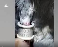 Tagged Pigeon : చిత్తూరు జిల్లాలో ట్యాగ్ ఉన్న పావురం కలకలం