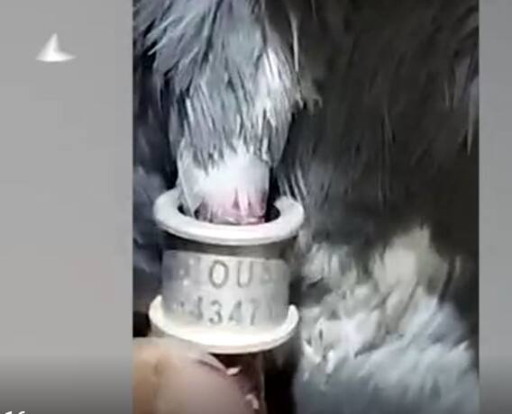 Tagged Pigeon : చిత్తూరు జిల్లాలో ట్యాగ్ ఉన్న పావురం కలకలం