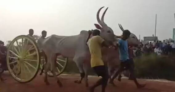 Sankranthi: ఆంధ్రప్రదేశ్ లో సంక్రాంతి సందడి