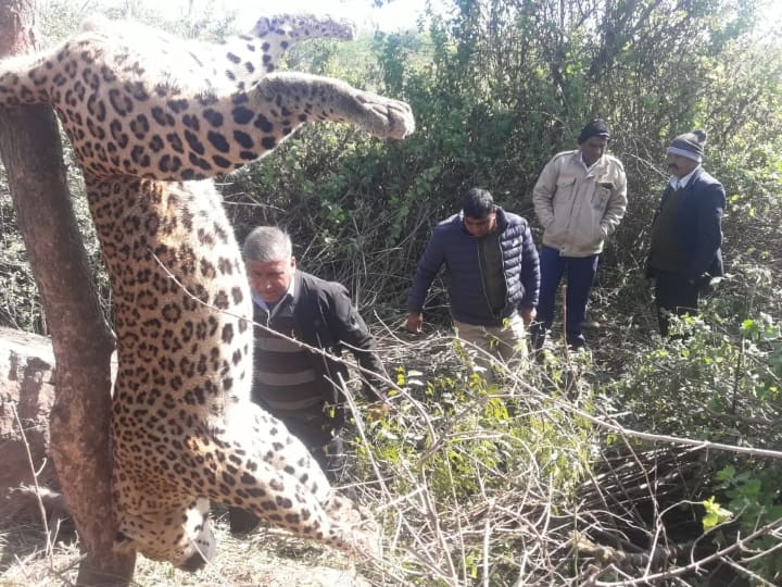 Udaipur rajasthan Death of panther trapped in wire on Veerpura Kator road in Jaisamand ANN Udaipur News: पेड़ पर लगे फंदे से लटका मिला पैंथर, लोग लेते रहे सेल्फी, जानिए फिर क्या हुआ